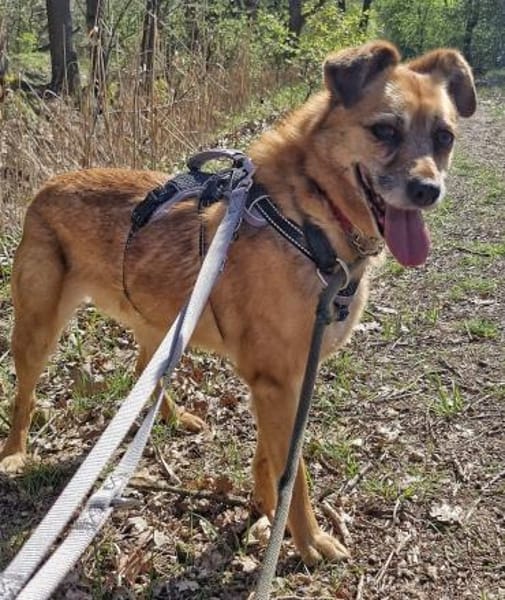 Lilo sucht ein Zuhause