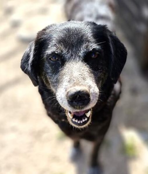 Jara