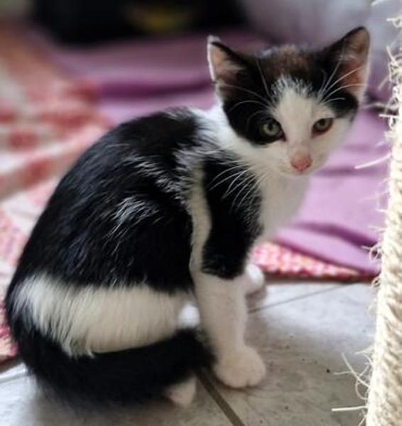 Katzenkind KARL