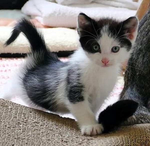 Katzenkind KARL
