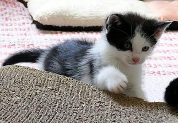 Katzenkind KARL