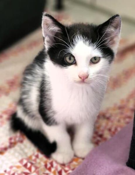 Katzenkind KARL