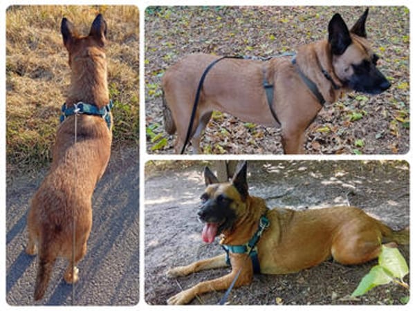 Traumhund  VIOLETA  Bereits in Deutschland !