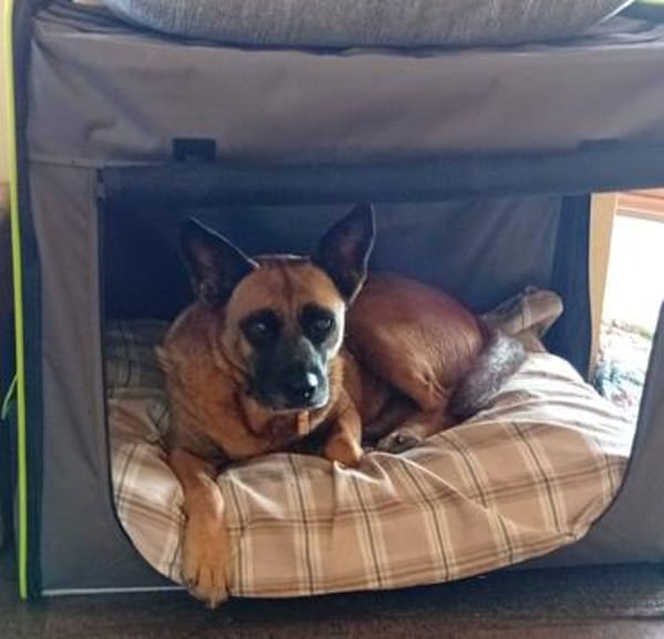 Traumhund  VIOLETA  Bereits in Deutschland !
