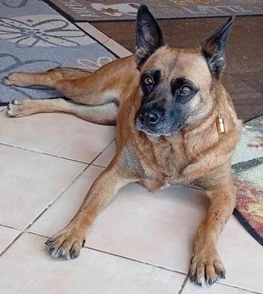 Traumhund  VIOLETA  Bereits in Deutschland !