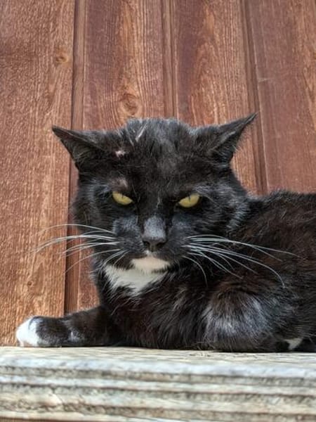 Mogli
