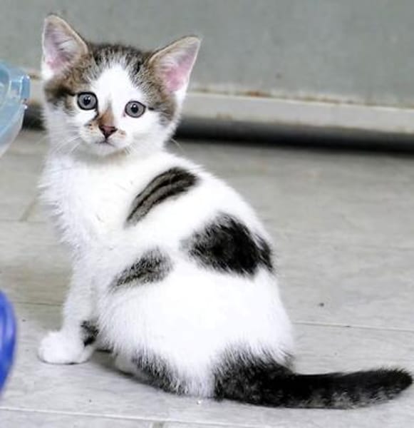 Katzenkind TINKERBELL