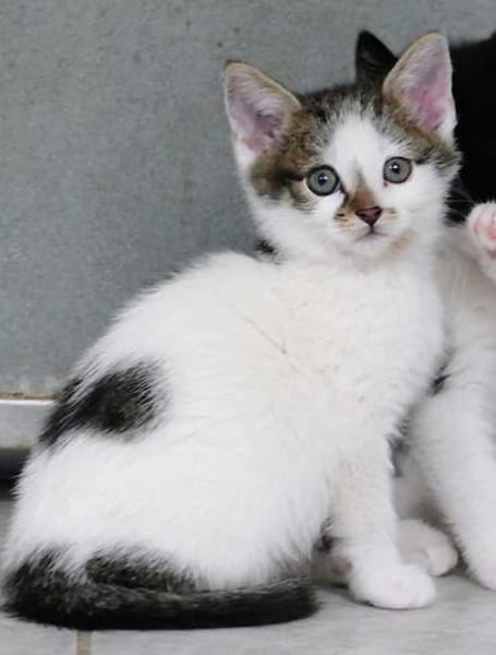 Katzenkind TINKERBELL