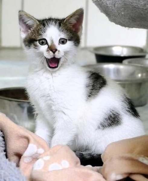 Katzenkind TINKERBELL