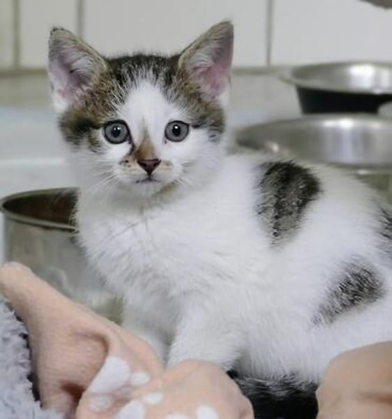 Katzenkind TINKERBELL