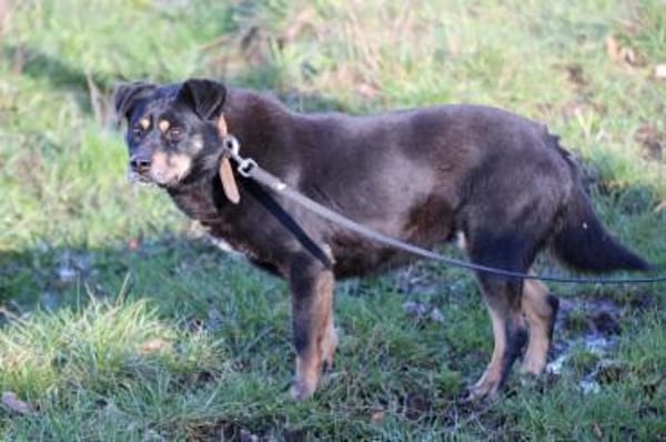 Acantha- freundlich u. verschmust