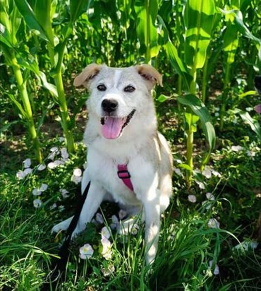 Dakota wartet sehnsüchtig auf ihre Menschen 🍀