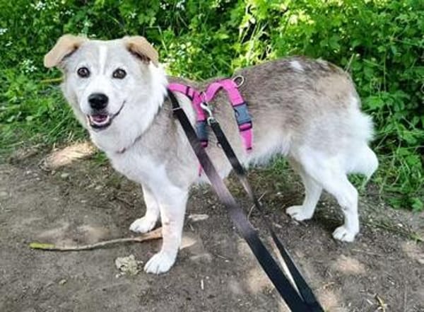 Dakota wartet sehnsüchtig auf ihre Menschen 🍀