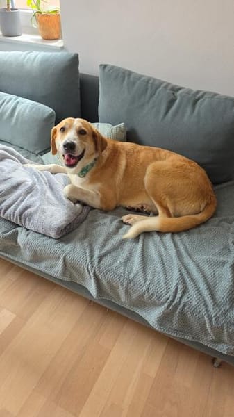 Maya sucht ihr endgültiges Zuhause!