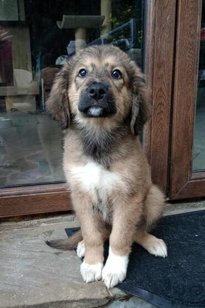 Biene💕hübsches Welpenmädchen