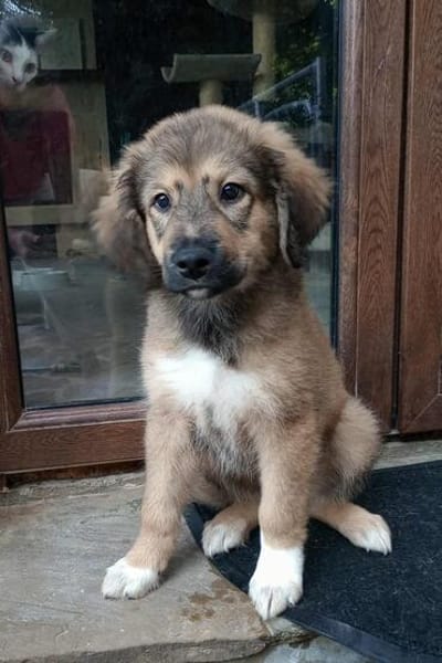 Biene💕hübsches Welpenmädchen