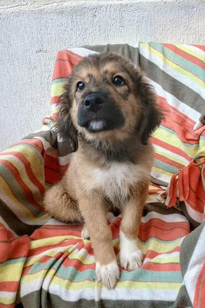 Biene💕hübsches Welpenmädchen