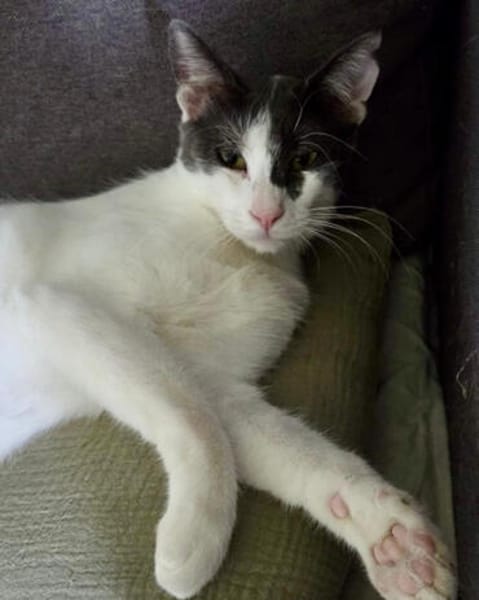 Dorian, fröhlicher Schmusekater, ca. 1 Jahr