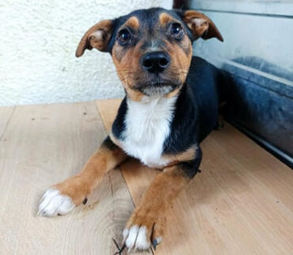 Spotty - kleiner Schatz