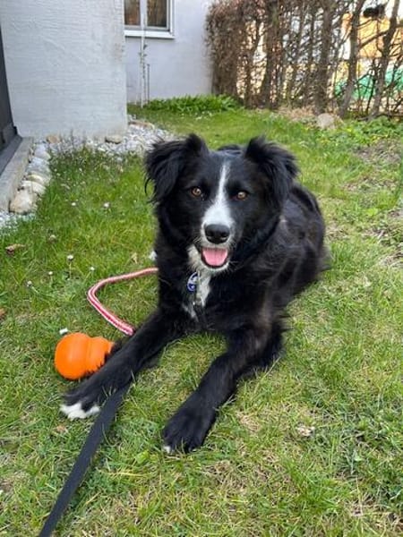 Linda, zauberhafte Hündin, ca. 5 Jahre