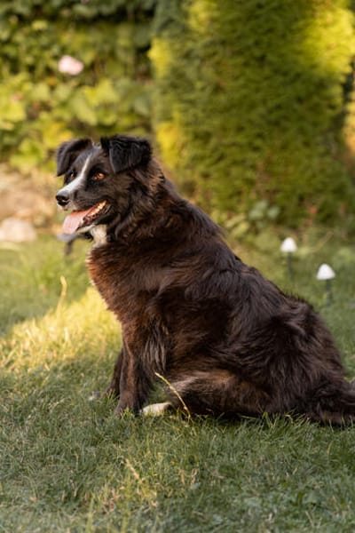 Linda, zauberhafte Hündin, ca. 5 Jahre