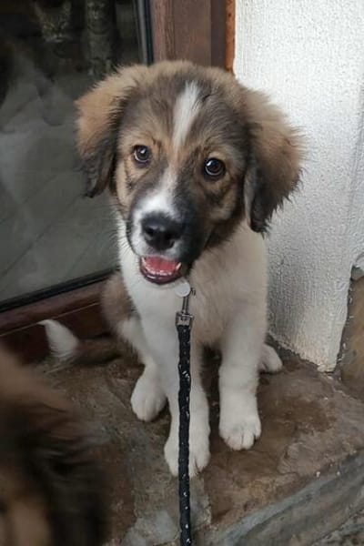 Brix💕sehr verspielt und neugierig