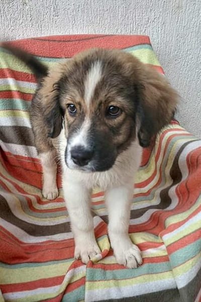 Brix💕sehr verspielt und neugierig