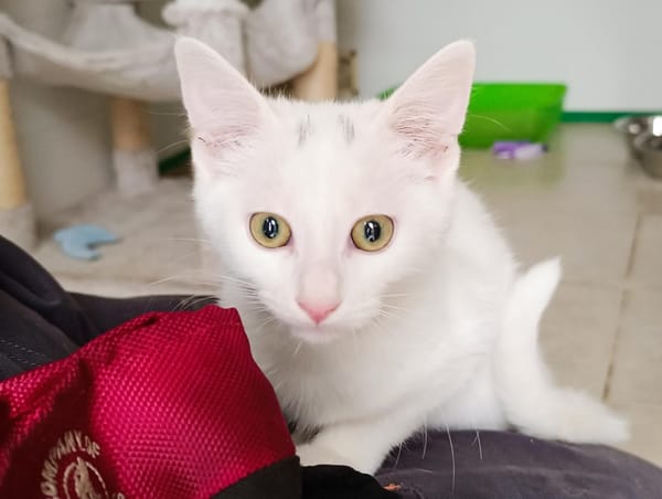 Cotton
