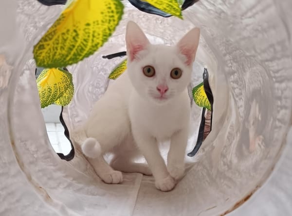 Lys