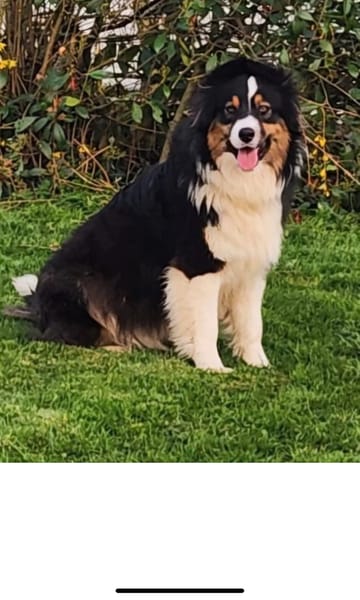 Stella