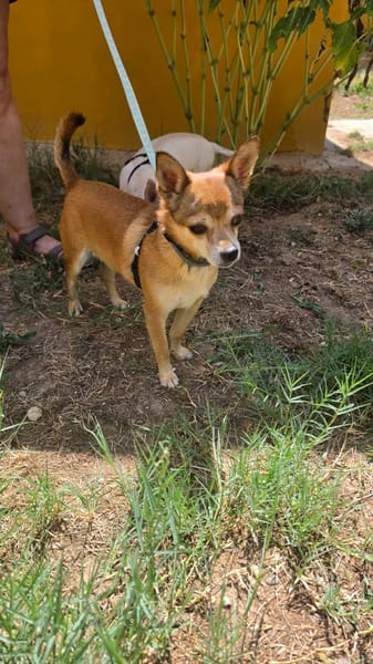 ZIRO