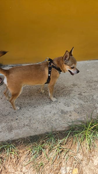 ZIRO