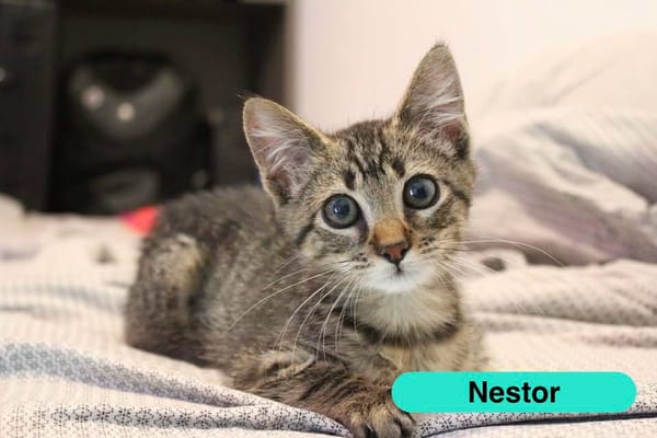 NESTOR
