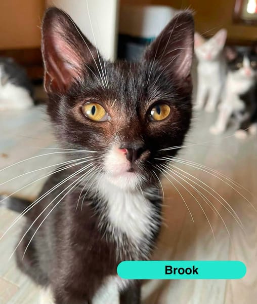 BROOK