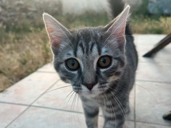 ZOUZOU