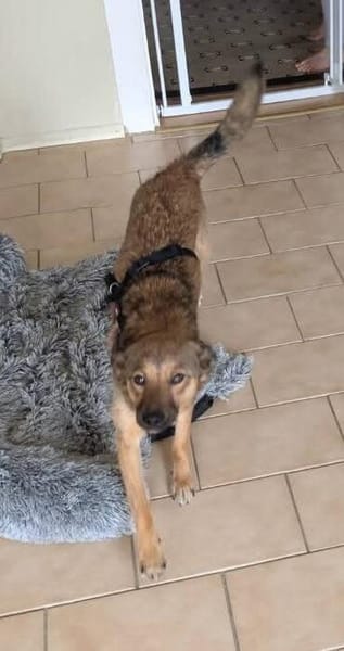 Süße Luna🌺 sucht liebevolles Zuhause