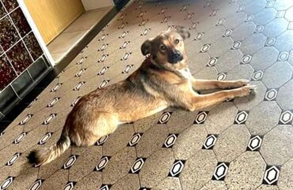 Süße Luna🌺 sucht liebevolles Zuhause
