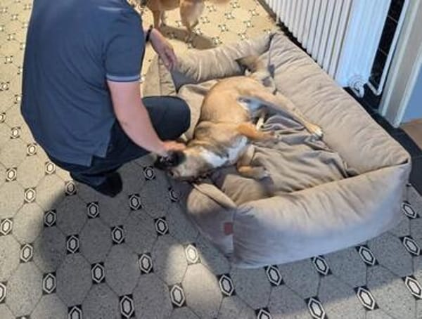 Süße Luna🌺 sucht liebevolles Zuhause