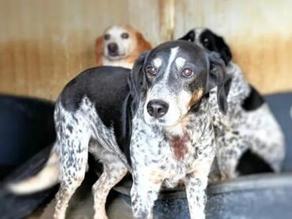 ARIA SOPHIE - auf Pflegestelle in Bayern