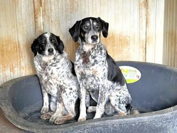 ARIA SOPHIE - auf Pflegestelle in Bayern
