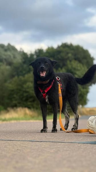Onyx, so ein Charmeur