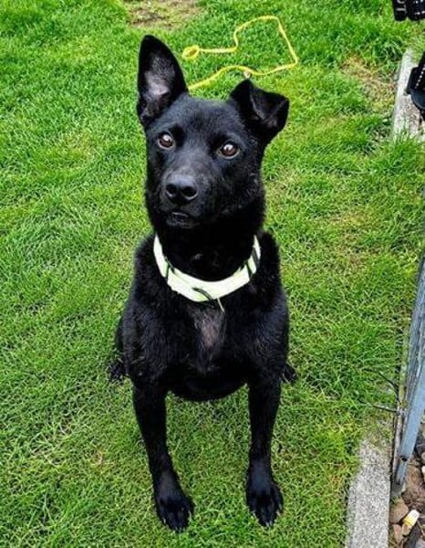 Traumhund PAVLE