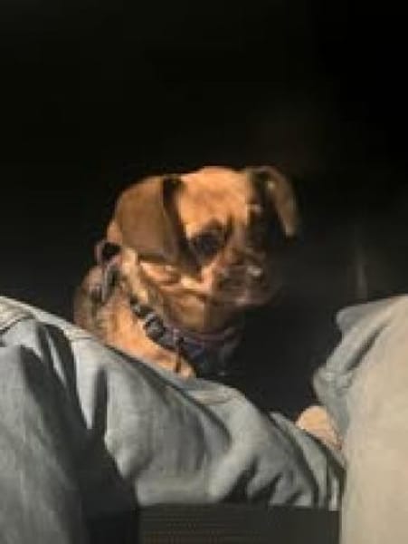 Jaylah sucht ein neues Zuhause
