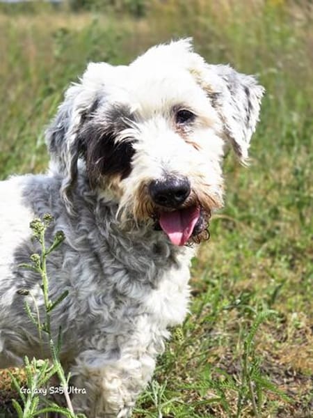 Fridolin - sucht seine Chance