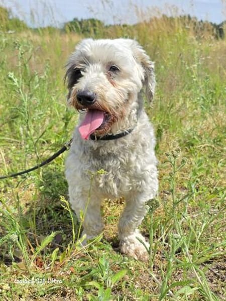Fridolin - sucht seine Chance