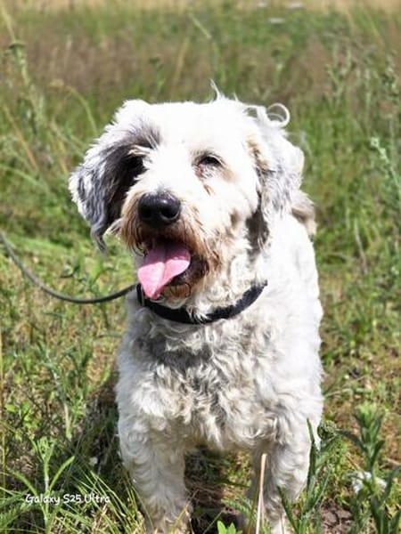 Fridolin - sucht seine Chance