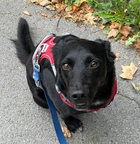 Danny sucht ein neues Zuhause