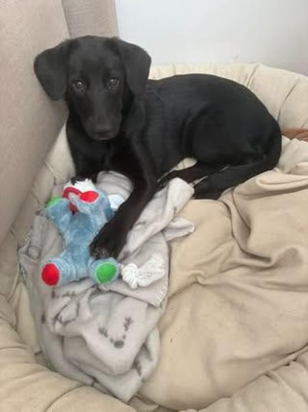 ❤🐾 Die kleine Lyra sucht ihre Menschen! 🐾❤