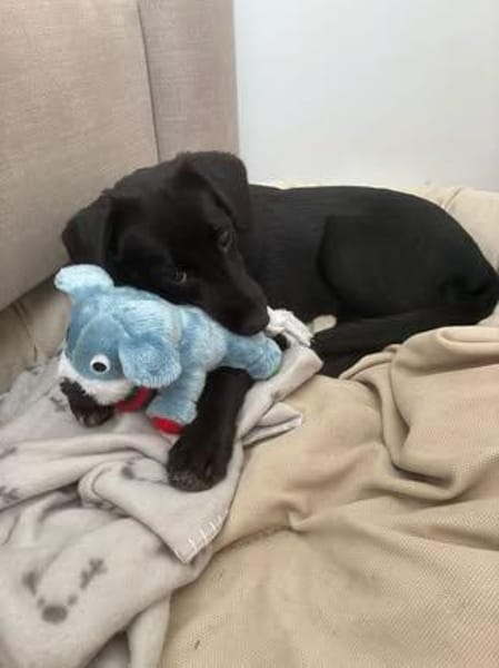 ❤🐾 Die kleine Lyra sucht ihre Menschen! 🐾❤