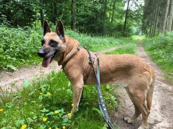 RUBY in 91616 Neusitz
